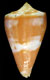 Click to see a larger version of this image (Conus (Purpuriconus) stanfieldi  Petuch, 1998 Primary Type Image)