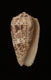 Click to see a larger version of this image (Conus stercusmuscarum  Linnaeus, 1758 Primary Type Image)