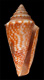 Click to see a larger version of this image (Conus sticticus  A. Adams, 1854 Primary Type Image)