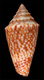 Click to see a larger version of this image (Conus sticticus  A. Adams, 1854 Primary Type Image)