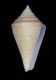 Click to see a larger version of this image (Conus stimpsoni  Dall, 1902 Primary Type Image)