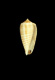 Click to see a larger version of this image (strilatus stramineus  Lamarck, 1810 Primary Type Image)