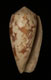 Click to see a larger version of this image (Conus striatus  Linnaeus, 1758 Primary Type Image)