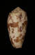 Click to see a larger version of this image (Conus striatus  Linnaeus, 1758 Primary Type Image)