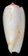 Click to see a larger version of this image (Conus subfloridus  da Motta, 1985 Primary Type Image)