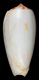 Click to see a larger version of this image (Conus subfloridus  da Motta, 1985 Primary Type Image)