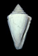 Click to see a larger version of this image (Conus sulciferus  Deshayes, 1835 Primary Type Image)