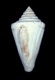 Click to see a larger version of this image (Conus sulciferus  Deshayes, 1835 Primary Type Image)