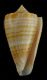 Click to see a larger version of this image (Conus sunderlandi  Petuch, 1987 Primary Type Image)