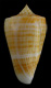 Click to see a larger version of this image (Conus sunderlandi  Petuch, 1987 Primary Type Image)