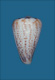 Click to see a larger version of this image