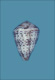 Click to see a larger version of this image