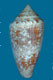 Click to see a larger version of this image