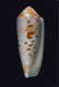 Click to see a larger version of this image