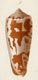 Click to see a larger version of this image