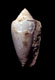 Click to see a larger version of this image (Conus textile  Bellardi & Michelotti, 1841 Primary Type Image)