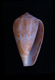 Click to see a larger version of this image