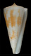 Click to see a larger version of this image (Conus tribblei  Walls, 1977 Primary Type Image)