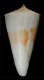 Click to see a larger version of this image (Conus tribblei  Walls, 1977 Primary Type Image)