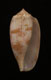 Click to see a larger version of this image (Conus tulipa  Linnaeus, 1758 Primary Type Image)