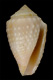 Click to see a larger version of this image (Conus verrucosus vanhyningi  Rehder, 1944 Primary Type Image)