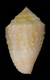 Click to see a larger version of this image (Conus verrucosus vanhyningi  Rehder, 1944 Primary Type Image)