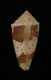 Click to see a larger version of this image (Conus varius  Linnaeus, 1758 Primary Type Image)