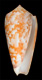 Click to see a larger version of this image (Conus veillardi  da Motta, 1990 Primary Type Image)