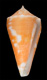 Click to see a larger version of this image (Conus velaensis  Petuch, 1992 Primary Type Image)