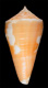 Click to see a larger version of this image (Conus velaensis  Petuch, 1992 Primary Type Image)