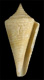 Click to see a larger version of this image (Conus venezuelanus  Petuch, 1987 Primary Type Image)