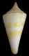 Click to see a larger version of this image (Conus venezuelanus  Petuch, 1987 Primary Type Image)