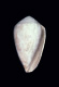 Click to see a larger version of this image (Conus ventricosus  Bronn, 1831 Primary Type Image)