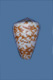 Click to see a larger version of this image (Conus venulatus  Hwass in Bruguière, 1792 Primary Type Image)