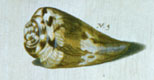 Click to see a larger version of this image