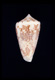 Click to see a larger version of this image (Conus vicarius  Lamarck, 1810 Primary Type Image)