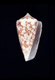 Click to see a larger version of this image (Conus vicarius  Lamarck, 1810 Primary Type Image)