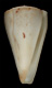 Click to see a larger version of this image (Conus (Rhizoconus) sugimotonis vicdani  Lan, 1980 Primary Type Image)