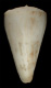 Click to see a larger version of this image (Conus (Rhizoconus) sugimotonis vicdani  Lan, 1980 Primary Type Image)