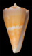 Click to see a larger version of this image (Conus vikingorum  Petuch, 1992 Primary Type Image)