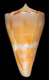 Click to see a larger version of this image (Conus vikingorum  Petuch, 1992 Primary Type Image)