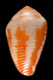 Click to see a larger version of this image (Conus visseri  Delsaerdt, 1990 Primary Type Image)