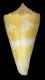 Click to see a larger version of this image (Conus xanthicus  Dall, 1910 Primary Type Image)