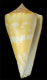 Click to see a larger version of this image (Conus xanthicus  Dall, 1910 Primary Type Image)