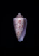 Click to see a larger version of this image
