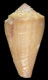 Click to see a larger version of this image (Conus (Magelliconus) zylmanae  Petuch, 1998 Primary Type Image)