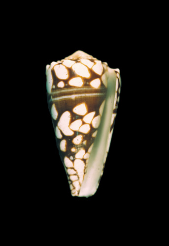 Cucullus torquatus  Röding, 1798 Primary Type Image