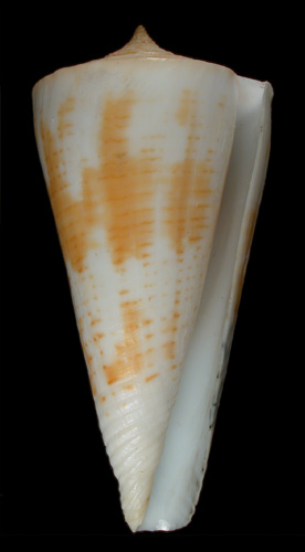 Conus tribblei  Walls, 1977 Primary Type Image