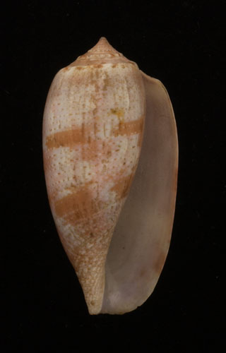 Conus tulipa  Linnaeus, 1758 Primary Type Image