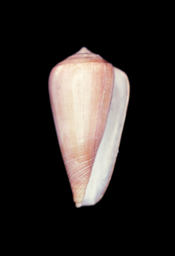 Conus unicolor  Sowerby ii, 1834 Primary Type Image